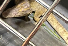 "하천에 악어 있어요" 여주시 발칵…30여분만 포획 성공
