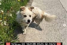 "살려달라" 눈빛으로…20km 따라온 '유기견'