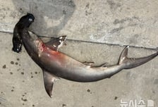 망치 머리 '귀상어'가 어떻게 제주에…"공격성 강해 주의하라"