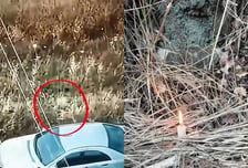 "고양이 꼬리에 저게 뭐지"…이탈리아 산불 현장서 포착된 섬뜩한 정황
