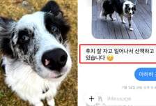 맡긴 반려견 이미 숨졌는데 "산책중" "실종"…애견호텔 소름돋는 은폐