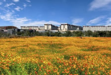 제주신화월드 내 신화가든, 황화코스모스 만개 황금빛 장관 이뤄