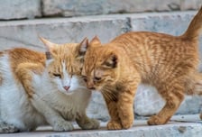 고양이 죽여 '집유'인데 또 범행한 30대…1심 실형→2심 벌금, 왜?