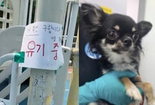 "유기 중" 청테이프 메모 남기고…폭염 속 놀이터에 치와와 버린 견주