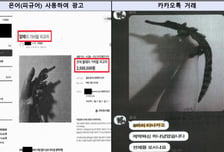 "인형 팝니다" 고시원에 진짜 코브라·악어가…야생동물 200마리 밀수