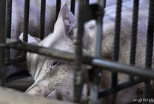 '역대급' 폭염, 농가도 휩쓸었다..더워지는 날씨에 가축재해보험금 급증