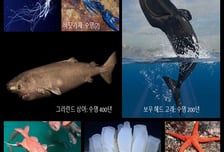 KIOST, 해파리 등 바다생물에서 노화극복 기술 찾는다