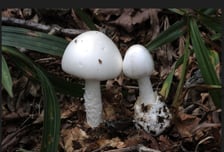 공원·아파트 화단에 핀 '독버섯'..."산책할 때 목줄 짧게 잡으세요"