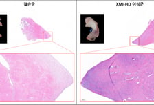 엠젠솔루션, 돼지 전임상서 무릎 연골 이식재 효능 확인…27년 임상 진입 및 양산 목표