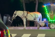 "털 바랜 늙은 말이 마차 끌며 헉헉"…양양 동물학대 논란에 "미개해"