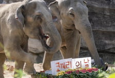 에버랜드, '세계 코끼리의 날' 맞아 보전 캠페인…코식이 생일잔치도