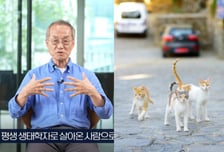 "새 보호 위해 길고양이 없애자?"…생태학자 최재천 "성급한 판단"