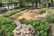 안양시 "멸종위기 맹꽁이가 돌아왔다"…병목안공원, 생태 복원 결실