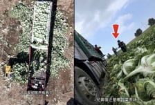 '발암물질' 중국배추, 우리 밥상에?..."수입 여부 확인 중"
