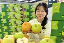 명절용 큰 배에서 '매일 먹는 배'로…농진청, 녹색배 시장 키운다