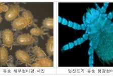 가을철 '쯔쯔가무시증' 유행 우려…질병청, 털진드기 감시 시작