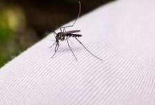 비행기 타고 온 모기 때문에…독일 공항 직원 말라리아 감염 2명 사망