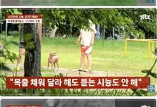 목줄 없는 강아지들 신고했다가…"너 뭐 돼? 할 짓 없냐" 집단 조롱