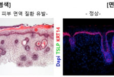 강스템바이오텍 "글로벌 빅파마와 피부 오가노이드 공동평가연구 계약"
