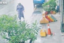 "바퀴벌레 100마리 와르르" 식당에 쏟아붓고 도주…손님들 '비명'