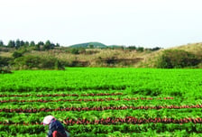 "멀쩡한 당근을 왜 갈아엎죠?"…제주가 바꾼 '폐기의 공식'