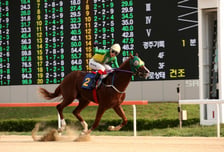 세계 정상급 경주마 과천에 집결…코리아컵·코리아스프린트 개최