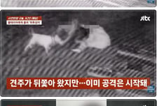 산책하다 '피투성이' 된 남성...맹견에 물렸는데, 견주 "공격 빌미 줬다"