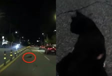 배달 중 갑자기 멈춰선 오토바이…도로 한복판 고양이 살렸다
