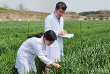 "자급률 1%대, 그래서 더 파고든다"…우리밀 지키는 연구자들