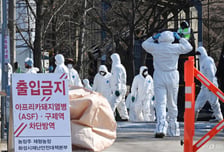 [농담]돼지 살리려 돼지 묻었던 7년…ASF 잔혹사, 이제 끝이 보인다