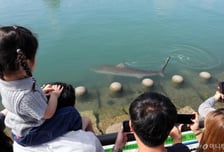 "핵인싸 상어 보자" 핫플된 부산 친수공원으로 우르르…'사고날라' 긴장