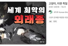 새덕후 "고양이 살처분" 논란에…최대 탐조단체도 "혐오 반대"