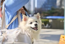 "시댁에 강아지 맡겨"...부부동반 추석여행 '반려견' 데려가면 이기적?