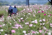 [오늘 날씨]"보름달 못보나"…추석까지 '흐리고 비', 낮 최고 30도
