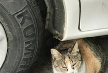 캠핑장 주인이 길냥이 해쳤나…만삭 아내·아이들 "죽이지 마" 오열