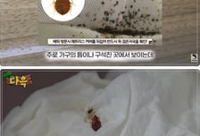 "사람 피 빨아 통통"...빈대 바글바글한 찜질방 논란