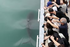 "부캉이 자주 올 거야, 바다가 뜨거워져서"…상어의 경고