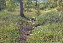 [속보]합참 "DMZ 폭발사고 현장서 北 수지반보병지뢰 1발 발견"