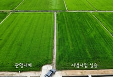 "비료는 깊게, 일손은 적게"…평택시, 벼 생산성 15% 끌어올렸다