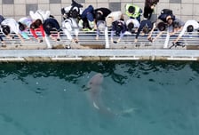 "부캉이 보자" 하루 5만명 우르르...동물 '덕질', 푹 빠진 이유 있었다