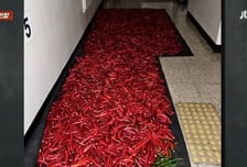 아파트 복도가 고추밭?…한 사람만 겨우 지나갈 틈 남기고 '쫙'