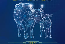 '몸값 1억원' 한우 탄생할까…285마리 자존심 건 승부