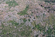 [단독]산림청 '소나무재선충병 고사율' 들쭉날쭉 …"예측체계 재검토해야"