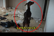 "앙상한 뼈에 가죽만" 쓰레기집 속 도베르만 '충격'…사람 보자 꼬리 흔들
