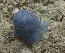 [더영상] 카리브해서 발견된 파란색 생물체…승용차 '각목 테러'한 여성