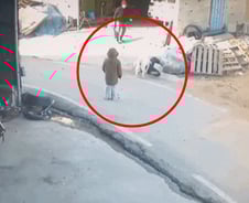 [더영상] 女 공격한 대형견, '입마개' 없었다…강릉 산불 맞선 소방관들