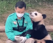 [더영상]"강바오 좋아" 푸바오의 애교…"차 빼달라" 요청에 칠 듯 위협한 버스