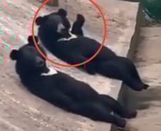 [더영상] 中서 또? "사람 같은데" 수상한 곰…'퍽퍽' 지하철男에 "일단 도망" 혼비백산