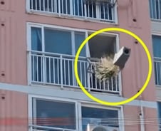 [더영상]"딸 데려와, 불 지른다?" 아파트 난동…'주식창' 보는 버스기사