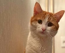 [더영상] 맨홀에 폭죽 던졌다 '펑'…혹한에 기차서 쫓겨나 죽은 고양이